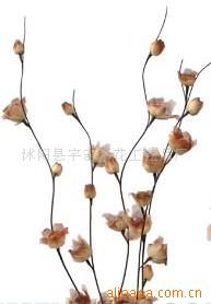 供應葉脈花、龍柳、三叉木、龍桑、蘆葦專業指南